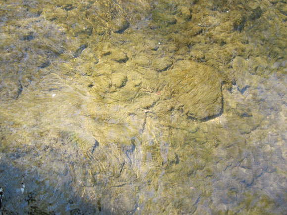 7 - In spring the stream is often carpeted with algae